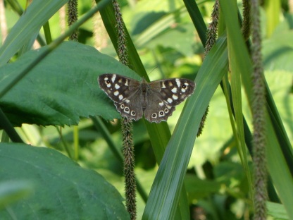 A Speckled-Wood Butterfly from different focal points.