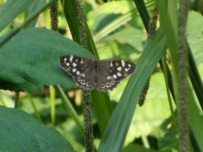 A Speckled-Wood Butterfly from different focal points.