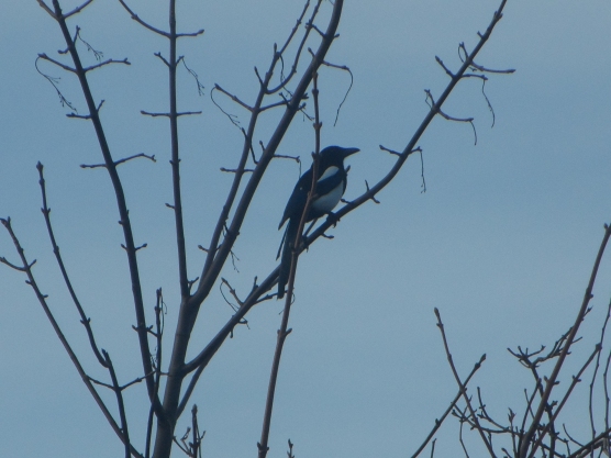 The Magpie sitting on one of the trees - taken yesterday
